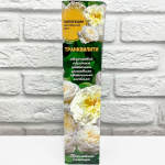 Роза английская ТРАНКВИЛИТИ