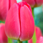 Тюльпан Рэд Прауд (1шт)