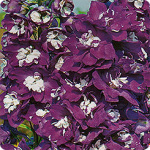 Дельфиниум Клиа спринг синий 0,05г