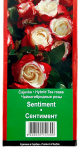 Чайногибридная роза СЕНТИМЕНТ SENTIMENT