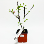 Миндаль трехлопастный Розенмунт