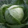 Капуста Номер первый Грибовский 147