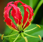 Глориоза Ротшильда (1шт)