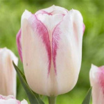 Тюльпан Блашинг Герл (1шт) 6158