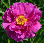 Пион Найс Гал