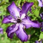 Клематис Астра Нова (1шт) 5639