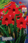Амариллис Карина (1шт) 6002