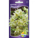 Молочай окаймленный 