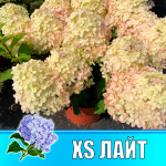 Гортензия метельчатая Гарден лайт Икс Эс Лайт (Р12)