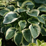 Хоста Нортерн Експожур (1шт)