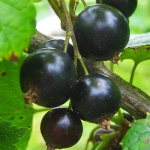 Смородина черная Атлант