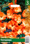 Гладиолус Оранджери (3шт)