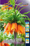 Fritillaria imperialis Garland Star