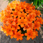 Лилия Регентс Парк (1шт)