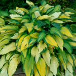 Хоста Голд Стандарт (1шт)
