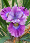 Ирис сибирский Кэерлесс Салли (1шт) 612