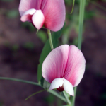 Горошек душистый Чина танжерская Розовый Фламинго