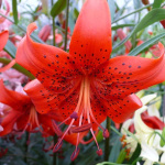 Лилия Ред Лайф (1шт) 6455