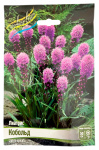 Лиатрис Кобольд LIATRIS SPICATA