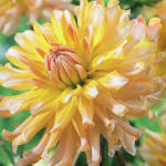 Георгин Флойдс (1шт) 3676