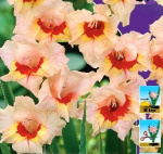 Гладиолус Блэкпул (1шт)