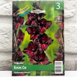 Гладиолус БЛЭК СИ крупноцветковый