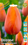 Тюльпан Дордонье (1шт)