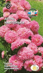 Астра Настенька королевска (карликовая, нежно-розовая)
