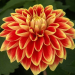 Георгин Гарден Фестиваль (1шт) 3583