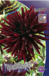 Георгин Треббиано 1шт