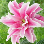 Лилия Роселили Белоника 12/14 (1шт)