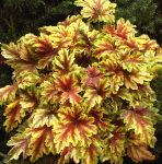 Гейхерелла Голд Зебра (1шт)