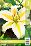 Лилия Бафферари (1шт)