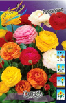 Ранункулюс Смесь (10шт) 39