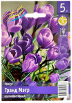 Крокус Гранд Мэтр крупноцветковый