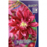 Аквилегия Руби Порт (5) 88