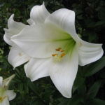 Лилия Уайт Си (1шт) 7102