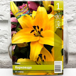 Лилия КОРКОВАДО ОТ гибрид