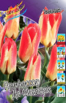 Тюльпан Профессор Де Моззери (1шт) 3426