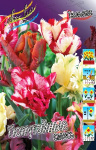 Тюльпан смесь попугайных (1шт) 7577