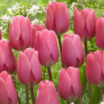 Тюльпан Биг Лов (1шт)