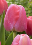Тюльпан Пинк Прайд (1шт) 2431