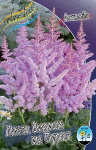 Astilbe Little Visions In Purple