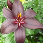 Лилия Маскара (1шт) 5459