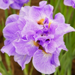 Ирис Хэвинг Фан (1шт) 4522