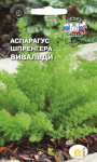 Аспарагус Шренгера Вивальди