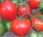 Томат Санька 15шт