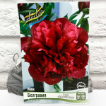 Пион БЕЛГРАВИЯ