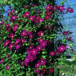 клематис Мазовше