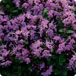 Чабер Ароматный огородный 0,2г